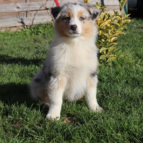 Chiots berger australien disponibles ! #1