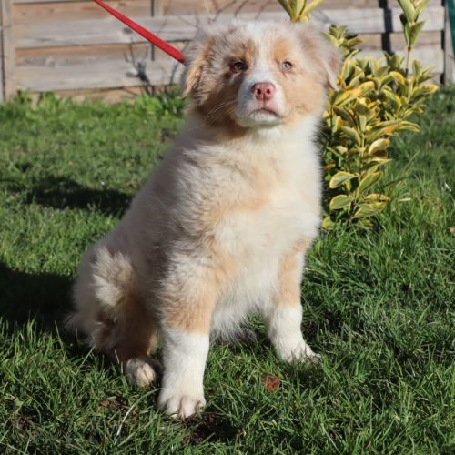 Chiots berger australien disponibles ! #4