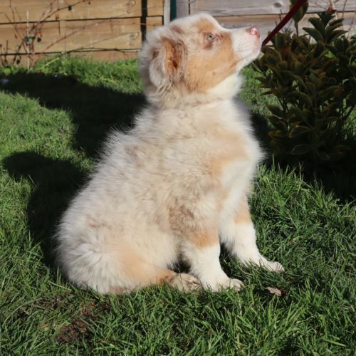 Chiots berger australien disponibles ! #1