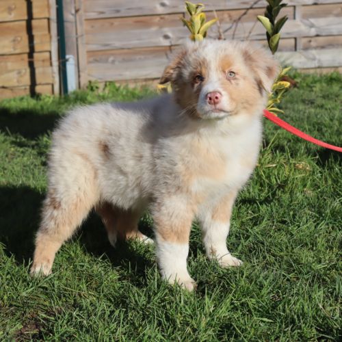 Chiots berger australien disponibles ! #2