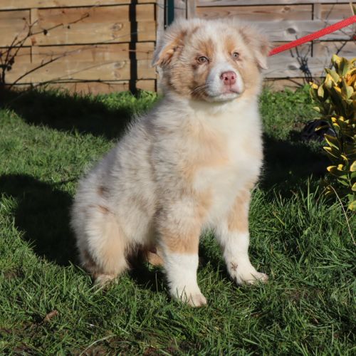 Chiots berger australien disponibles ! #3