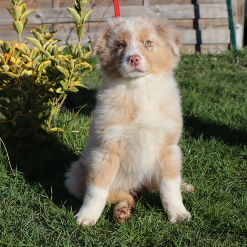 Chiots berger australien disponibles ! #0