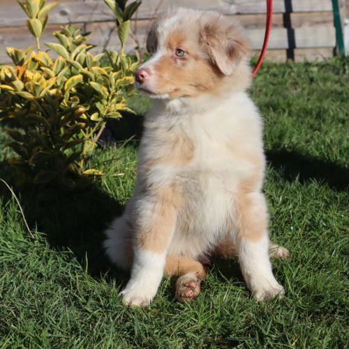 Chiots berger australien disponibles ! #5