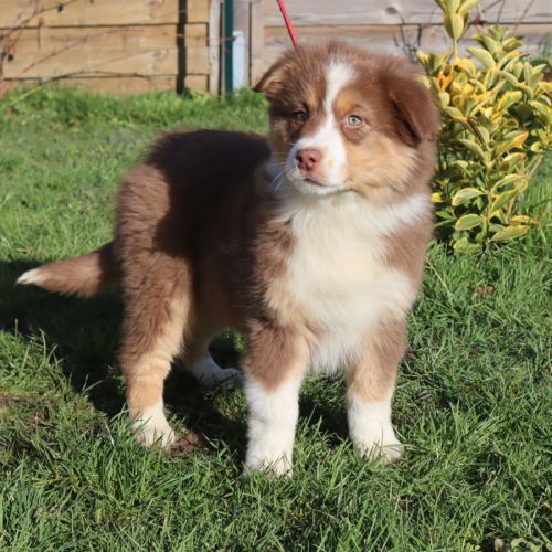 Chiots berger australien disponibles ! #8