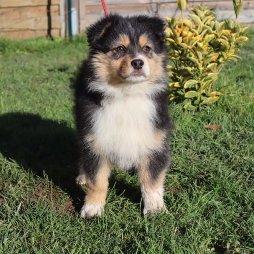 Chiots berger australien disponibles ! #6