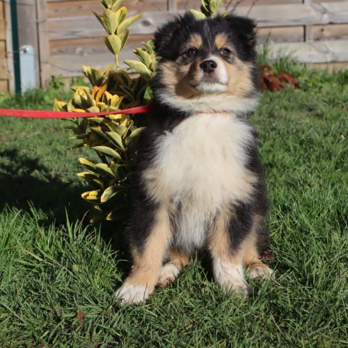 Chiots berger australien disponibles ! #9