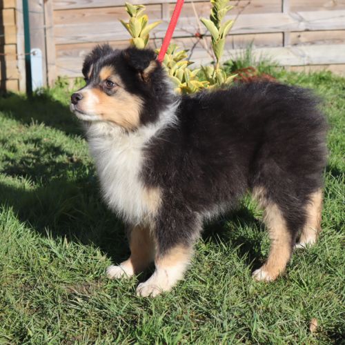 Chiots berger australien disponibles ! #9