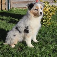 Chiots berger australien disponibles ! #2