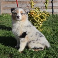 Chiots berger australien disponibles !