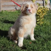 Chiots berger australien disponibles ! #4