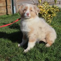 Chiots berger australien disponibles ! #5