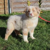 Chiots berger australien disponibles ! #2