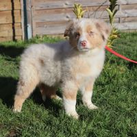 Chiots berger australien disponibles ! #6