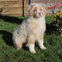 Chiots berger australien disponibles ! #3