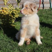 Chiots berger australien disponibles ! #5
