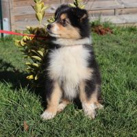 Chiots berger australien disponibles ! #7