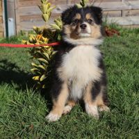 Chiots berger australien disponibles ! #9