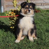 Chiots berger australien disponibles ! #8