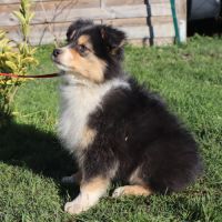 Chiots berger australien disponibles ! #10