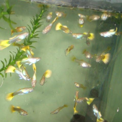 Yello guppy #1