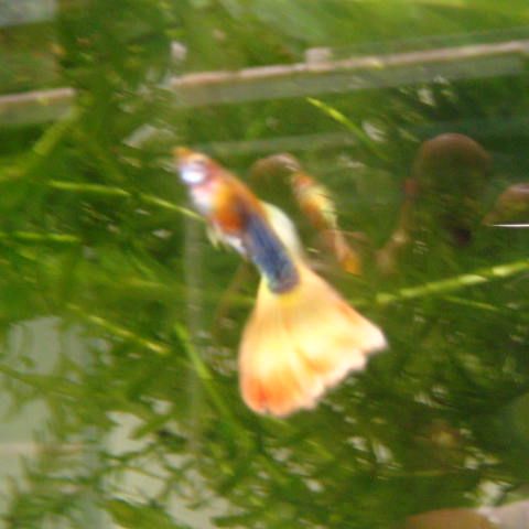Yello guppy