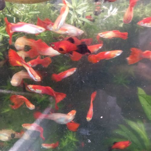 Ferme discus barbin #2