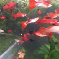 Ferme discus barbin #0