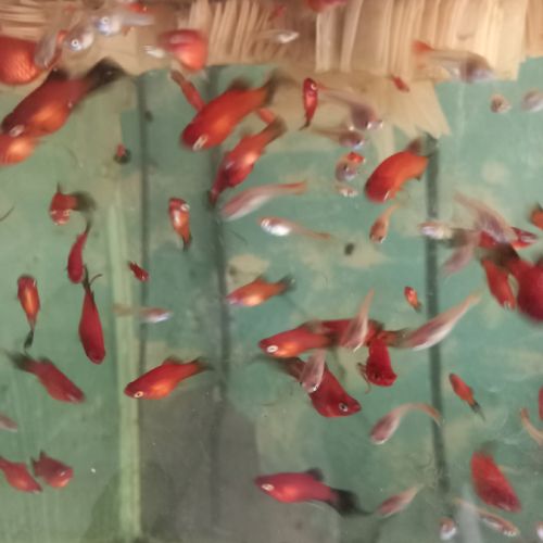 Ferme discus barbin #0