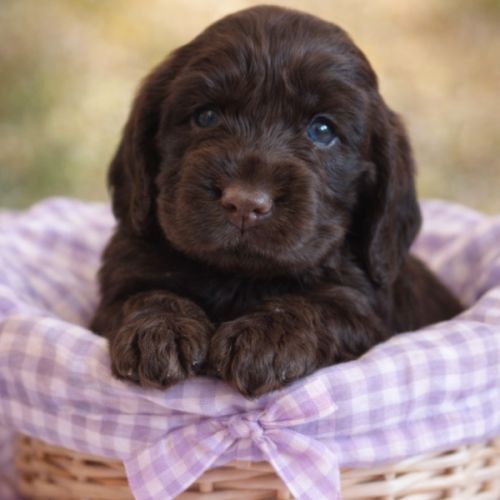 Chiots cockers anglais #1