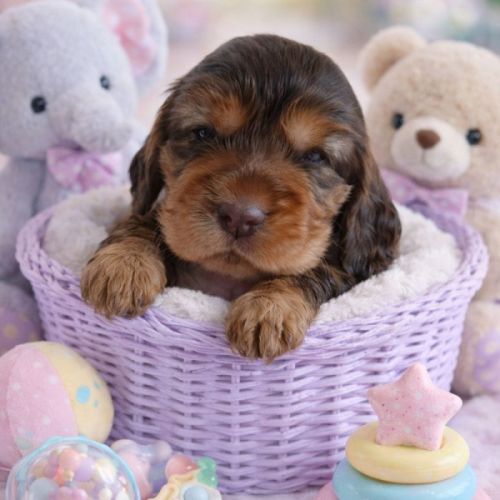 Chiots cockers anglais #2