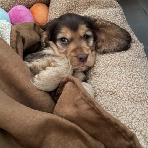 Chiots cockers anglais #0