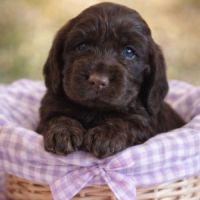 Chiots cockers anglais #1