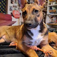 Tanina la malicieuse