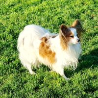Chiots épagneul nain continental papillon a naître