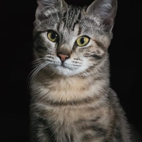 Indira est à l'adoption