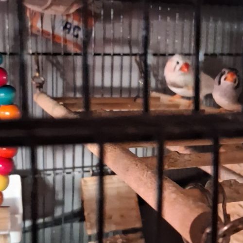 À vendre beau couple de diamant mandarins #2