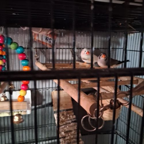 À vendre beau couple de diamant mandarins #3