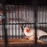 À vendre beau couple de diamant mandarins