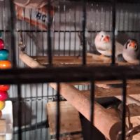 À vendre beau couple de diamant mandarins #2