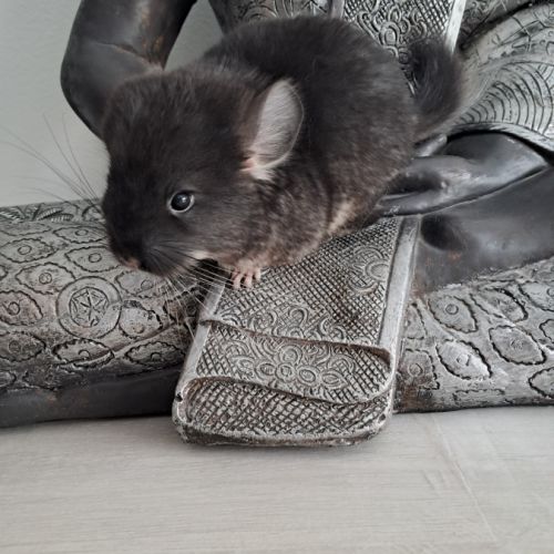 Chinchilla black pearl