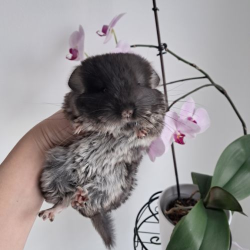 Chinchilla black pearl #2