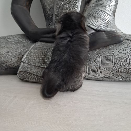 Chinchilla black pearl #4