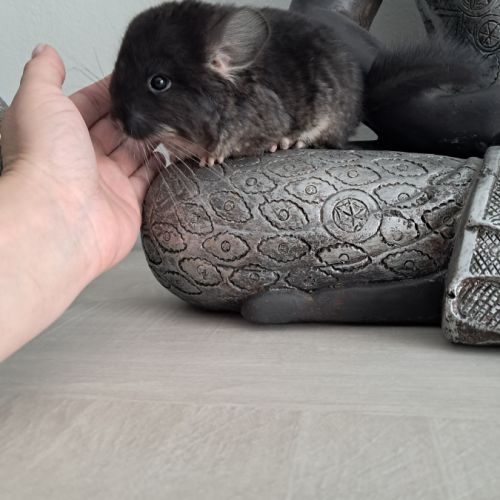 Chinchilla black pearl #5