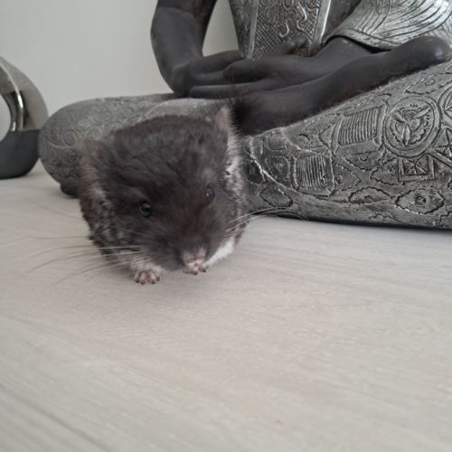 Chinchilla mâle #3