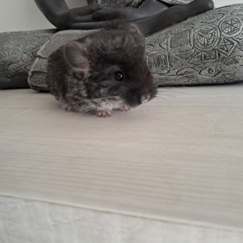 Chinchilla mâle #4