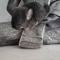 Chinchilla black pearl #0