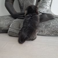 Chinchilla black pearl #4