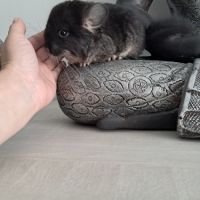 Chinchilla black pearl #5