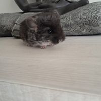 Chinchilla mâle #4
