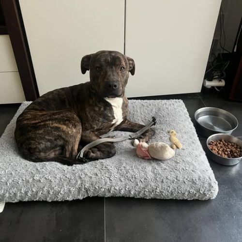 Tigrou cherche une famille #0